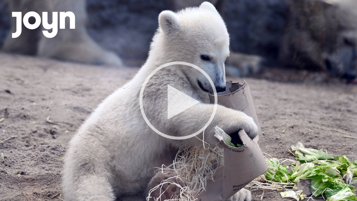 Eisbär joyn teaser