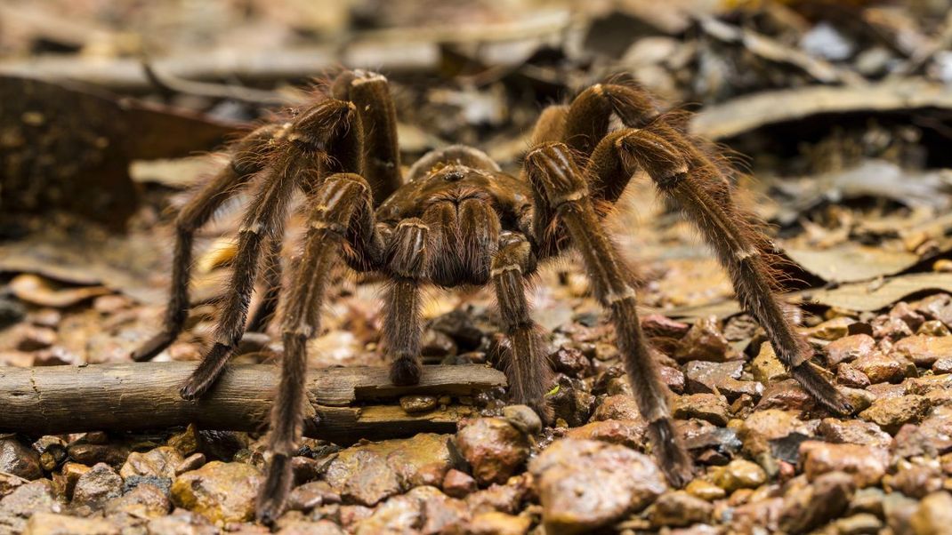 Die Goliath-Vogelspinne ist die größte Vogelspinne der Welt.