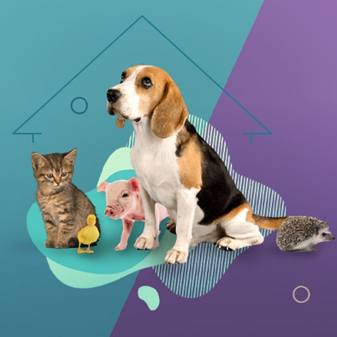 "Unsere Tierheimtiere des Monats"