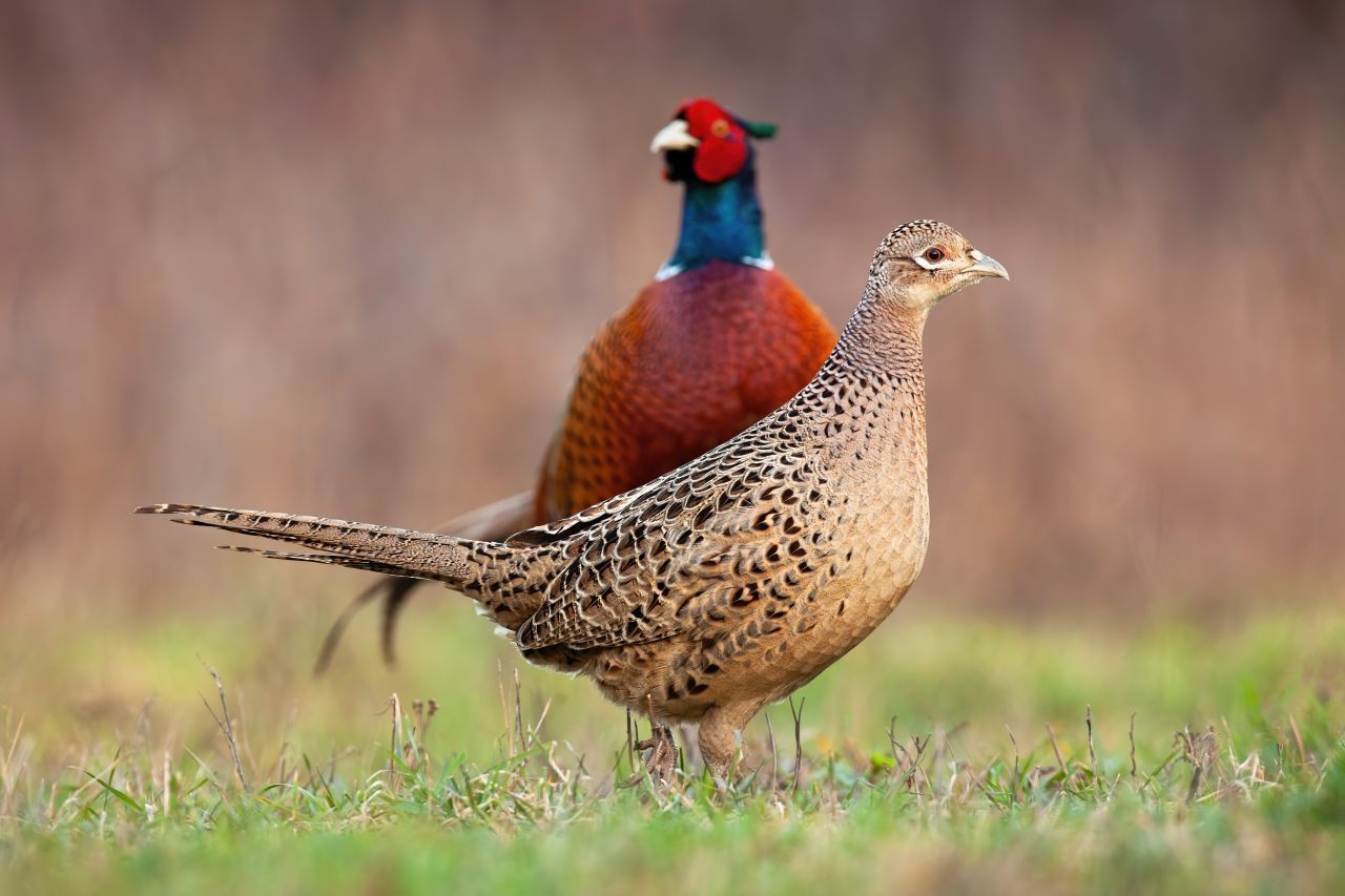 Ursprünglich kommt der Fasan aus Asien. Die Römer brachten ihn nach Europa. Hahn und Henne unterscheiden sich deutlich. Er trägt bunte, sie nur dezente Farben im Federkleid. 