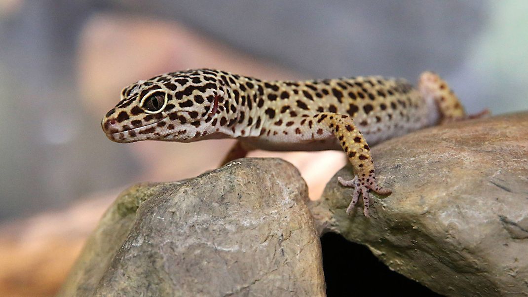 Einer der bekanntesten Geckos ist der Leopardengecko.
