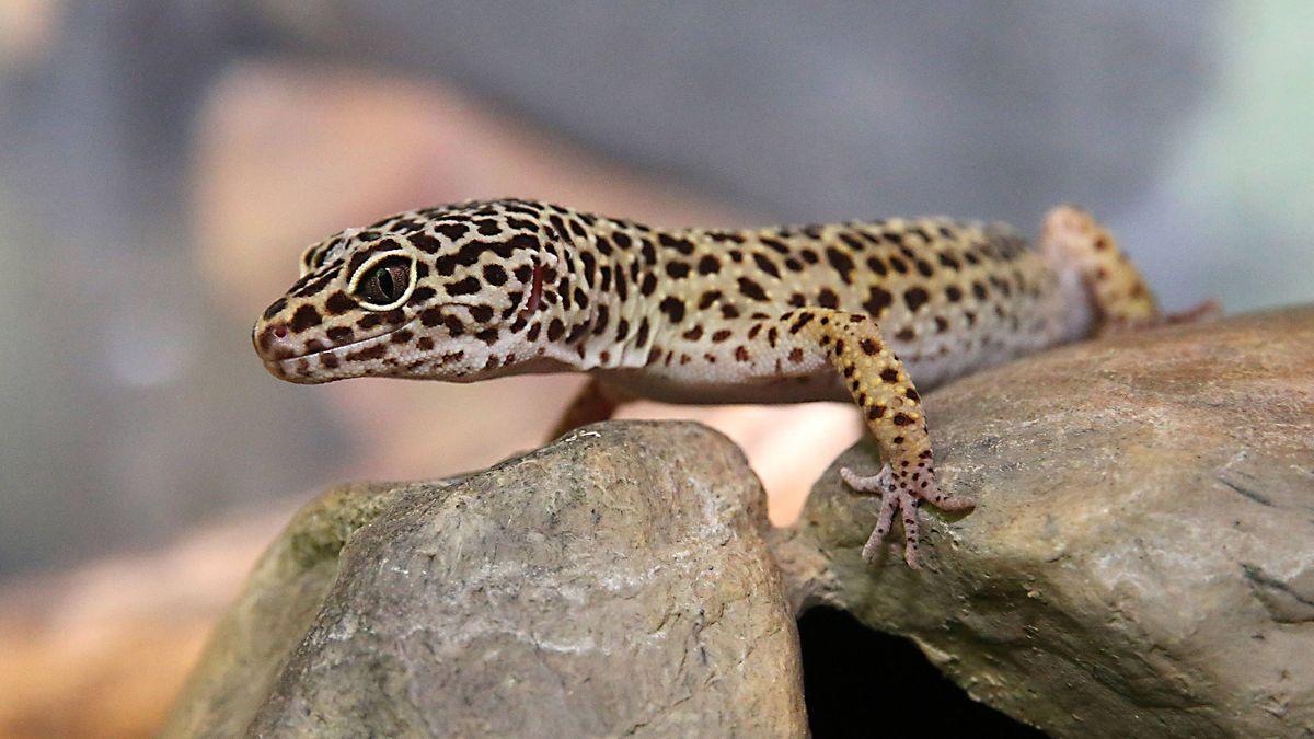 Gecko Leopardengecko