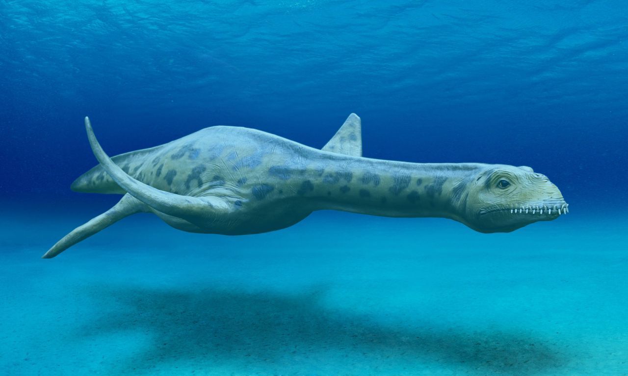 Der Plesiosaurus schwamm durchs Urzeit-Meer. Bekannt wurde er unter anderem durch den Mythos, er habe als "Nessy" im See von Loch Ness überlebt. Er wurde bis zu 3,5 Meter lang und etwa 500 Kilo schwer. Forschende vermuten, manche Plesiosaurus-Arten hätten auch Körperlängen bis zu 15 Metern erreicht. Sie waren Fischfresser und jagten unter anderem Ammoniten, Tintenfische und Haie. 