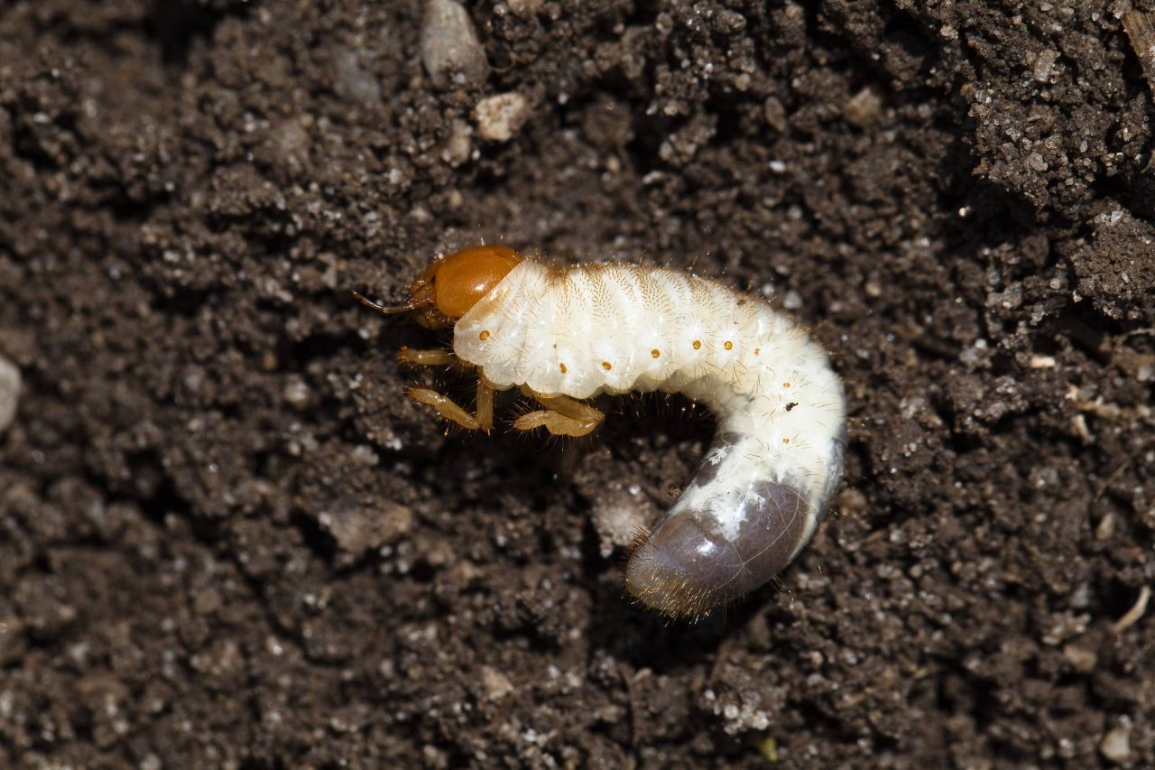 Die Larven der Junikäfer entwickeln sich in zwei bis drei Jahren zum Käfer. Sie leben unter der Erde und ernähren sich von Pflanzenwurzeln.