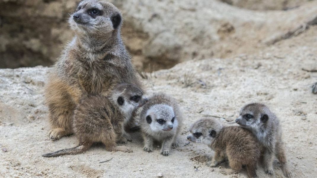 Eine Erdmännchen-Familie mit Jungtieren.