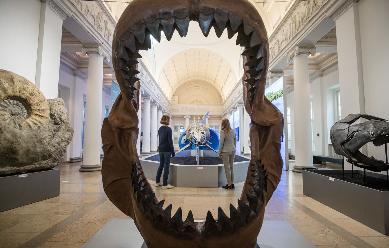 Forscher:innen rekonstruierten mithilfe der gefundenen Zähne das Gebiss des Megalodon. Es war wahrscheinlich bis zu 3 Meter breit und 2,5 Meter hoch und der Kiefer mit starken Muskeln versehen. Als Anhaltspunkt diente den Paläontolog:innen das Maul des Weißen Hais. 
