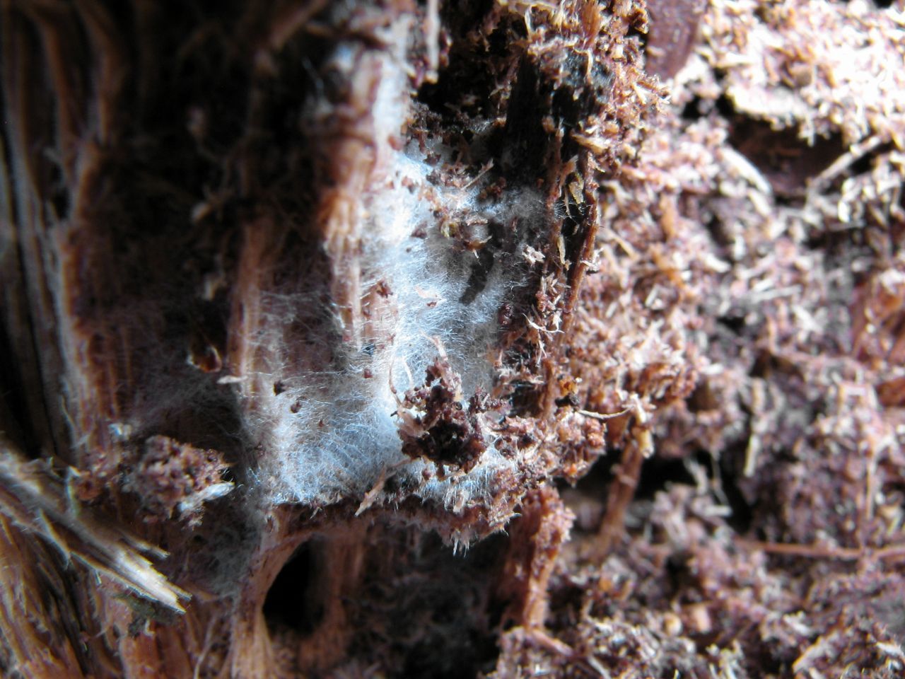 Die weißen Fäden sind Mykorrhiza-Pilze. Sie breiten sich wie ein Netz auch unter der Erde aus, verbinden sich mit Pflanzen und bilden mit diesen eine Lebensgemeinschaft.