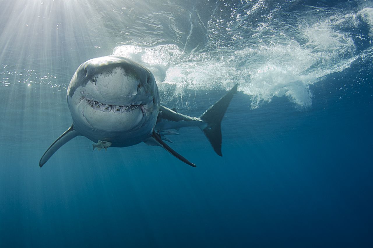 Great white shark fisch. Крутая акула. Great white shark fisch. Great white shark fisch. Great white shark fisch.