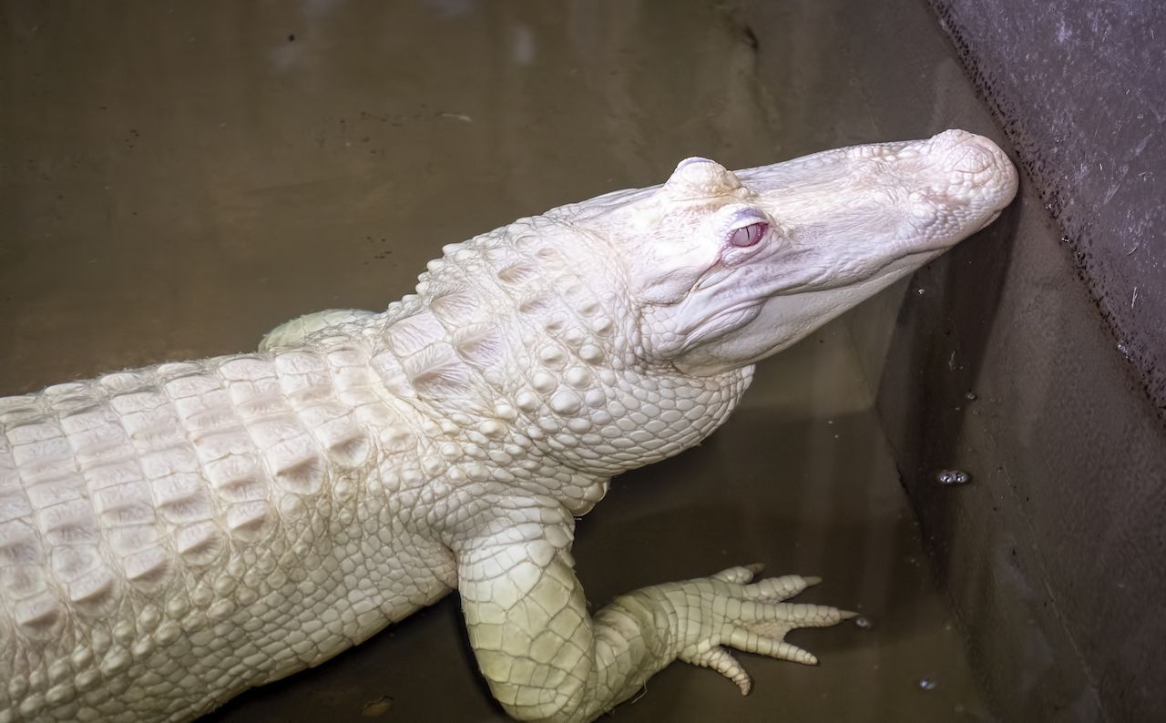 Dieser junge Albino-Alligator wurde in den Sumpflandschaften des Mississippi eingefangen. Laut Schätzungen gibt es weltweit um die 70 Albino-Alligatoren. 
