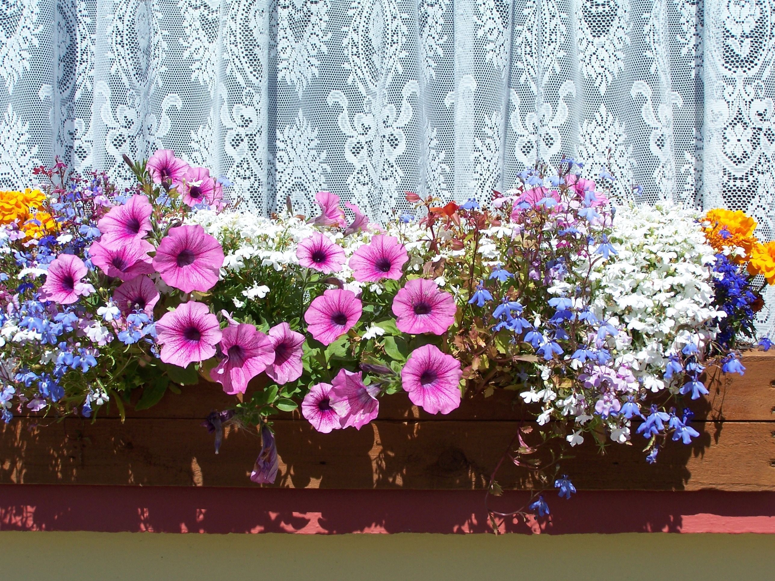 Blumenkästen bepflanzen Tipps SAT.1 Ratgeber