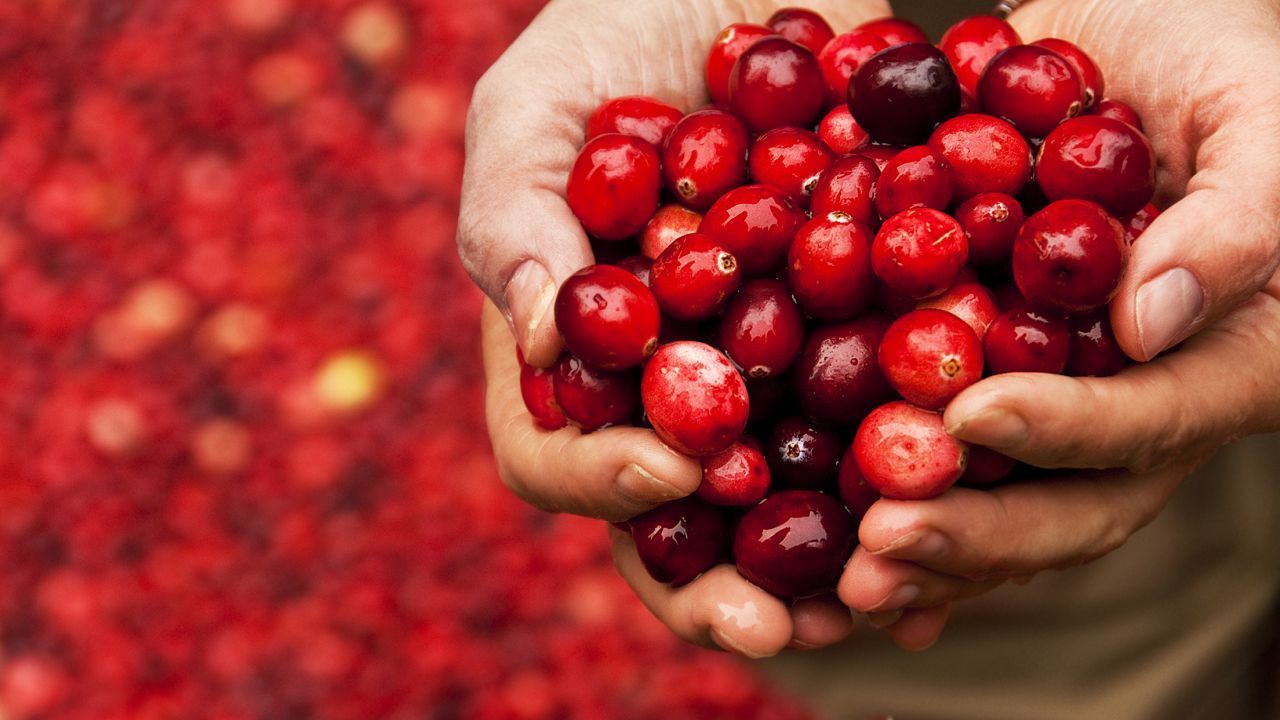 Die blutroten Beeren reifen an Sträuchern. Doch das Pflücken der einzelnen Beeren wäre äußerst mühsam.