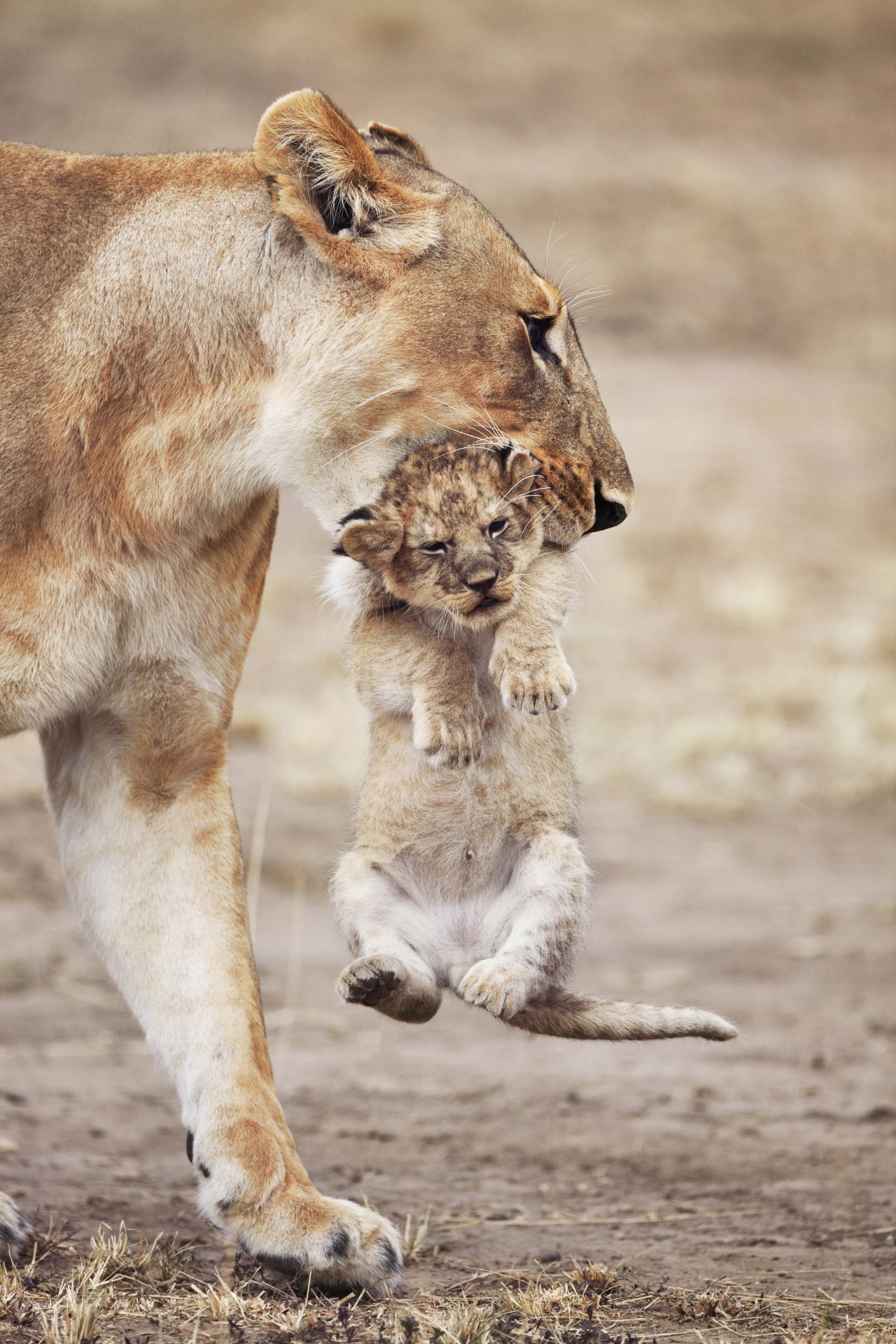 Löwinnen ziehen ständig mit ihren Jungen umher, um sie vor anderen Raubtieren wie Hyänen zu schützen.