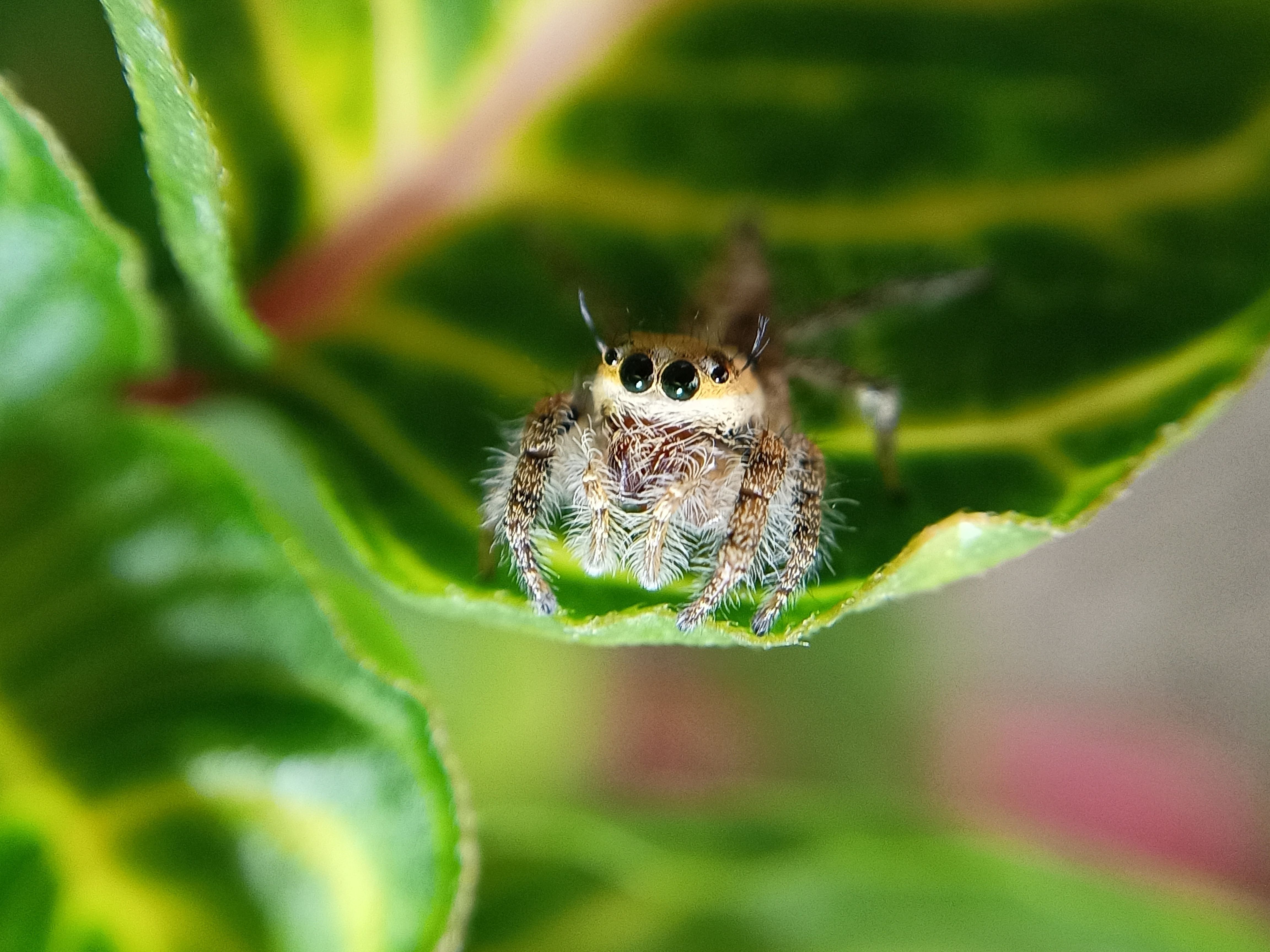 Makroaufnahme einer Phidippus regius auf einem Blatt. Diese Springspinne wird bei uns oft in Terrarien gehalten.