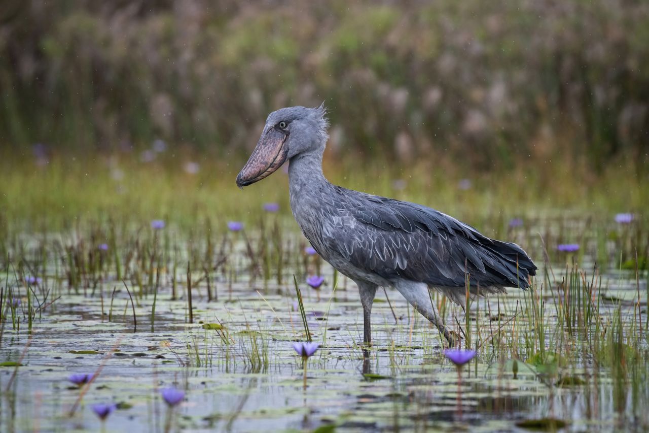 Heimisch ist der Schuhschnabel in Sümpfen und Seeufern. Hier stapft er mit seinen langen Beinen durch das Wasser, auf der Suche nach Fischen und anderer Beute.