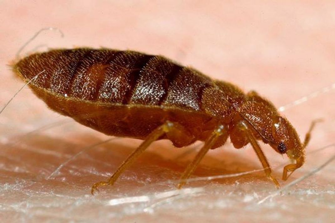 Die Bettwanze (Cimex lectularius) wird oft auch Hauswanze genannt. Sie gehört zur Familie der Plattwanzen (Cimicidae). Die Tiere werden bis zu 3,8 und 5,5 Millimeter lang. Ihr Körper ist braun gefärbt und sehr flach - beim Blutsaugen schwillt er an.