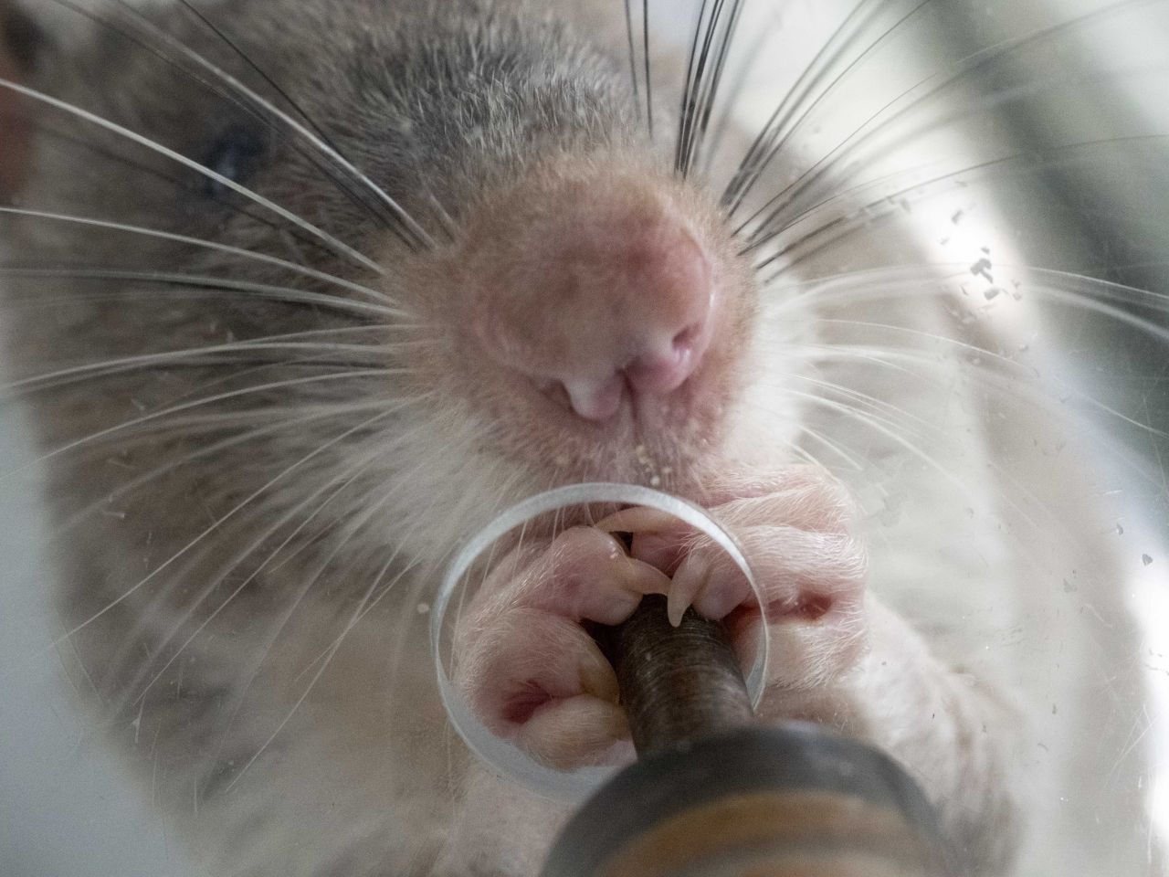 Die Hero Rats beschnuppern Speichelproben und erkennen Tuberkulose schneller als jeder Test. So heben die Spürnasen die Tuberkulose-Erkennung in betroffenen Ländern auf ein neues Niveau.