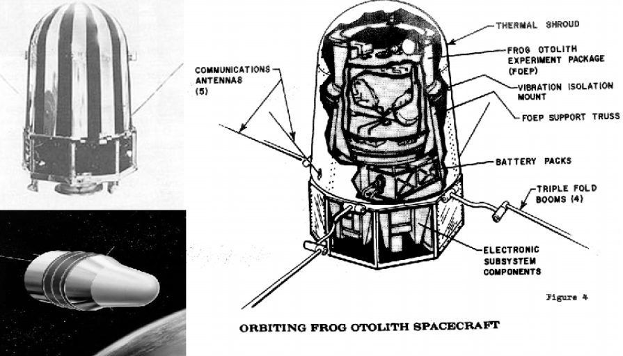 Ein kleiner Hüpfer für einen Frosch, ein großer Sprung für die Menschheit: Die NASA schickte 1970 zwei Ochsenfrösche ins All. Damit wollten sie der Raumkrankheit auf den Grund gehen, der ihre Astronauten regelmäßig plagte. 