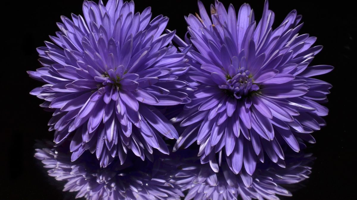 Herbstaster-Blume-Aster-pixabay