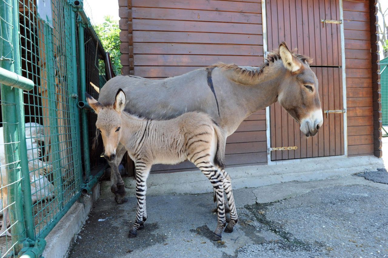 Seitensprünge gibt es auch innerhalb der Familie der Pferde. Wenn sich ein Zebra-Hengst und eine Esel-Stute paaren, kommt ein Zebresel oder auch Zesel oder Zonkey heraus. Die gibt es tatsächlich immer wieder in freier Wildbahn.