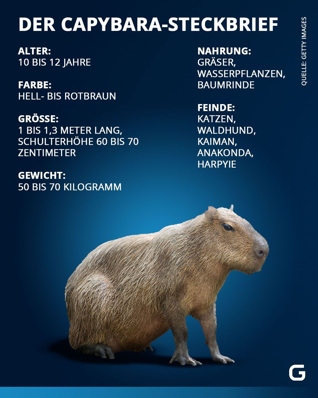 Steckbrief Capybara: Alter, Farbe, Größe, Gewicht, Nahrung und Feinde des Capybara. 