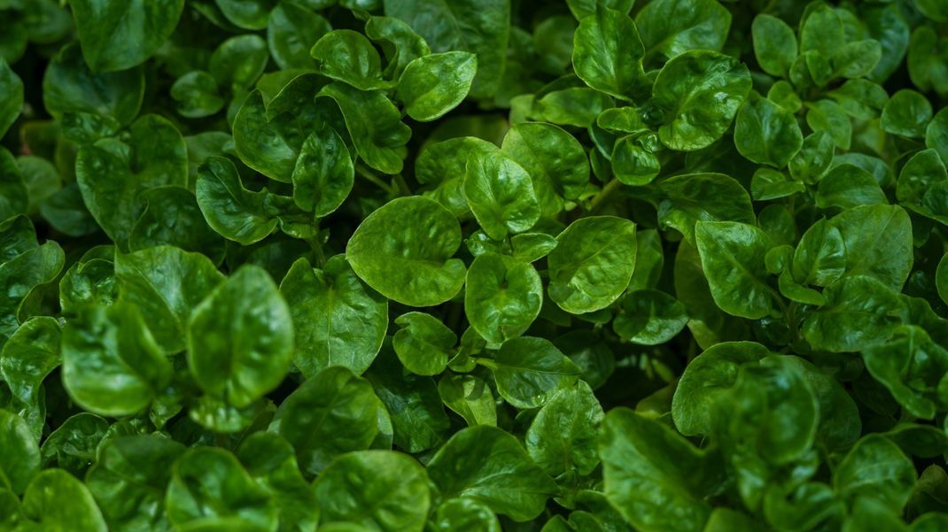 Grünes Blattgemüse wie Spinat steckt voller wertvoller Nährstoffe