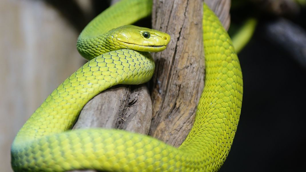 Green Mamba, Dendroaspis viridis