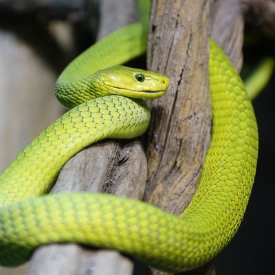 Green Mamba, Dendroaspis viridis