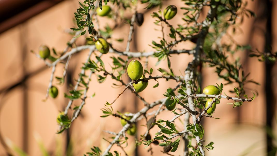 Arganöl wird aus den Früchten des Arganbaums gewonnen, die gepflückt, getrocknet und dann gepresst werden.