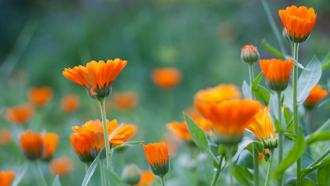 Im Zeichen der Ringelblume geht's harmonisch zu.