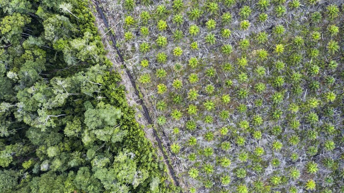 Palmoelplantage Gettyimages 1171671137 Joakimbkk