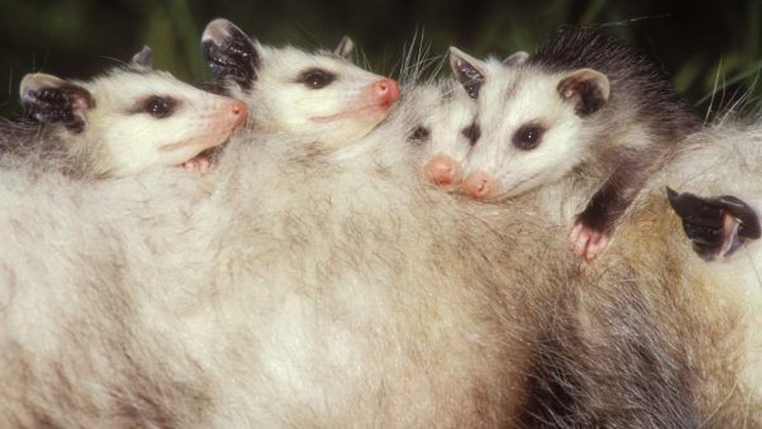 Mama-Taxi: Das Nord- oder auch Virginia Opossum genannt, im Einsatz