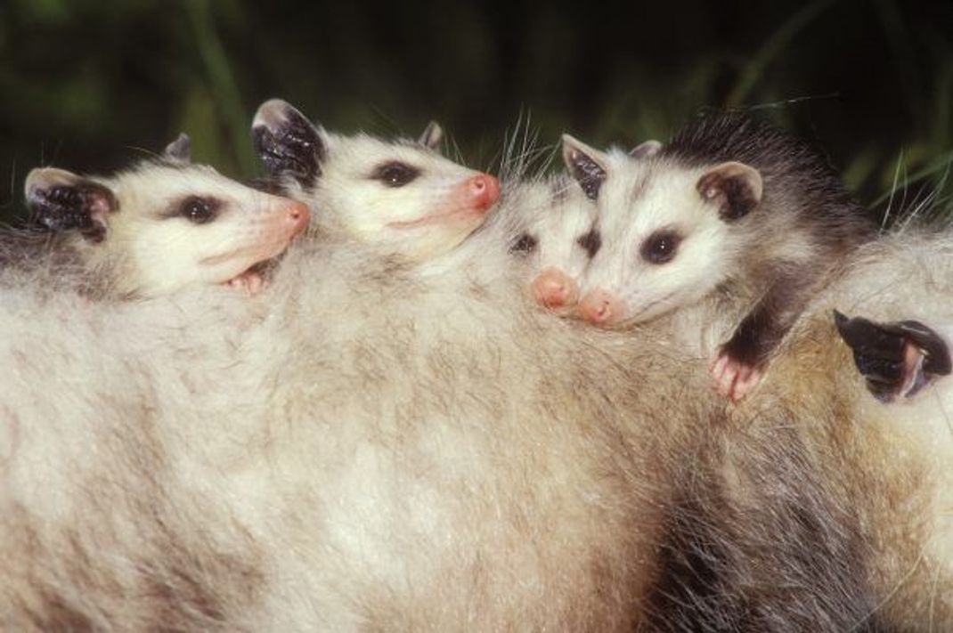 Mama-Taxi: Das Nord- oder auch Virginia Opossum genannt, im Einsatz