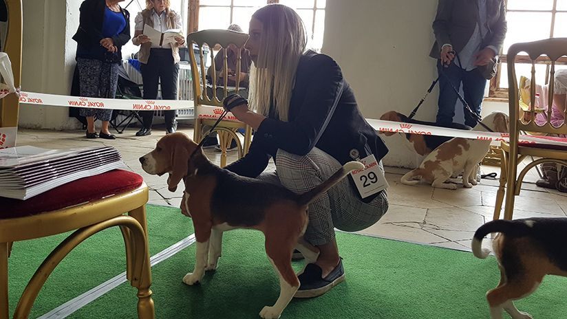 Hunde stehen im Mittelpunkt des Beaglevereins. Beagle gelten als sehr familienfreundliche Hunde, die ursprünglich für die Jagd gezüchtet wurden.