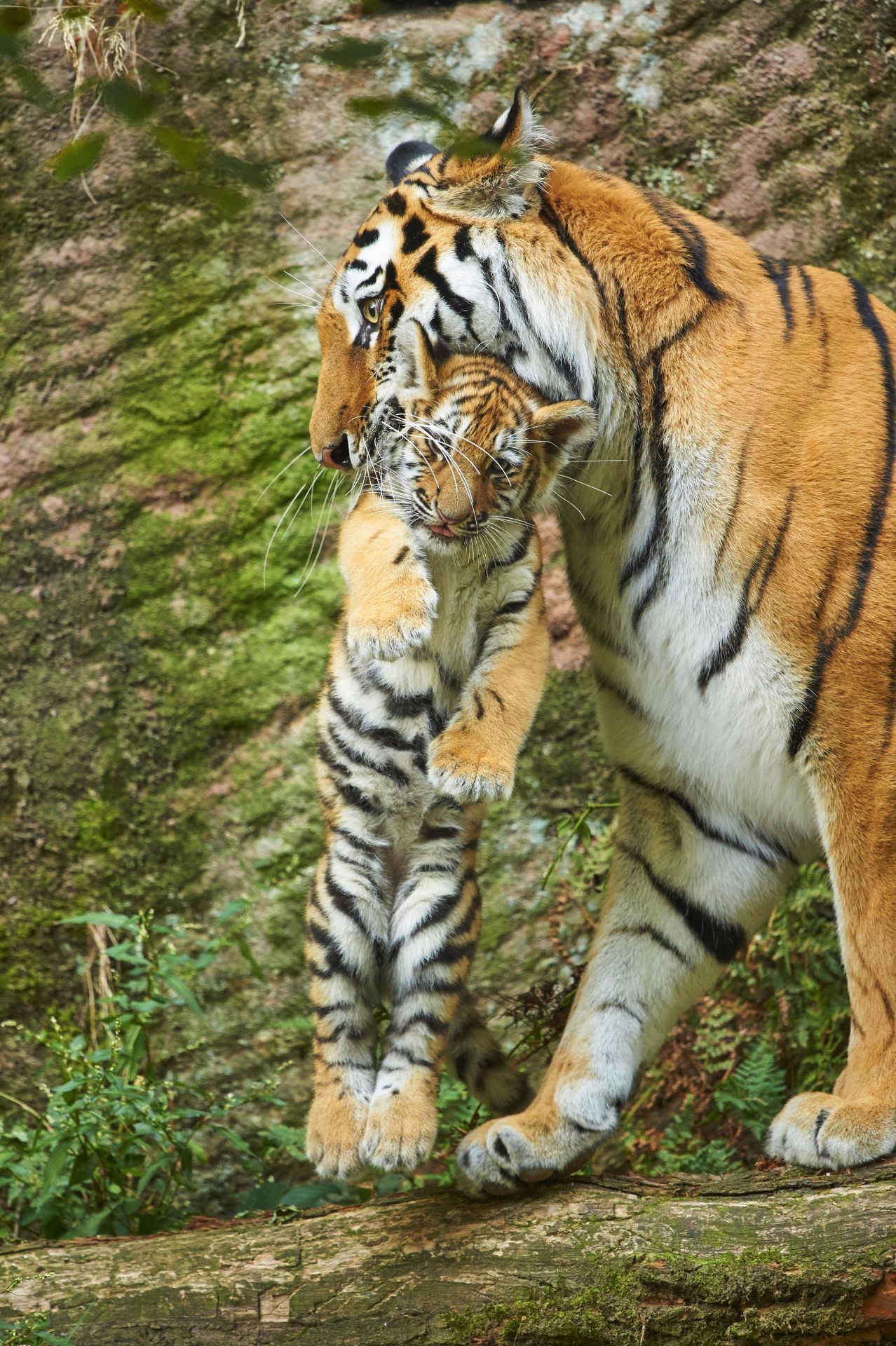 Für diese Tigermutter trägt sich das Baby dank Trage-Starre wesentlich leichter.