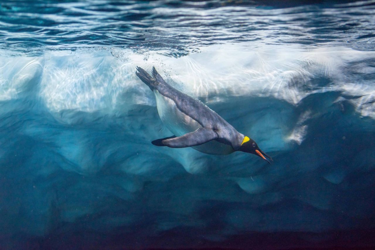 Ein Königs-Pinguin schwimmt unter Eis. Population: 2,2 Millionen (geschätzt).