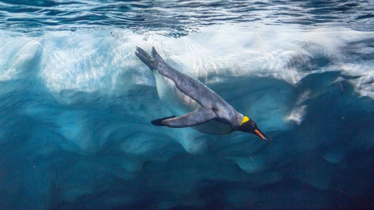 Ein Königs-Pinguin schwimmt unter Eis. Population: 3 Millionen (geschätzt).