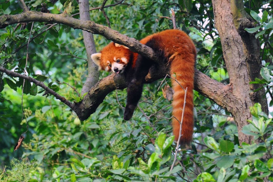 Rote Pandas sind kleiner als Große Pandas - und haben einen langen Schwanz.