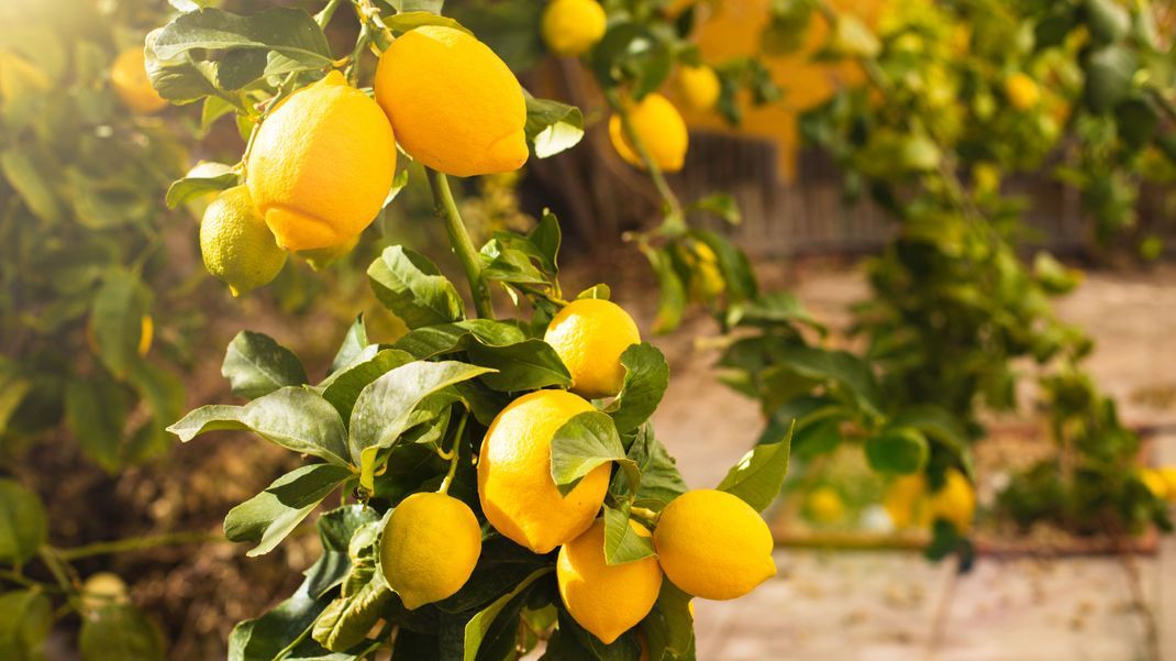 Zitronen bringen uns im Sommer Frische und herrlich leichten Geschmack, wie im Urlaub.