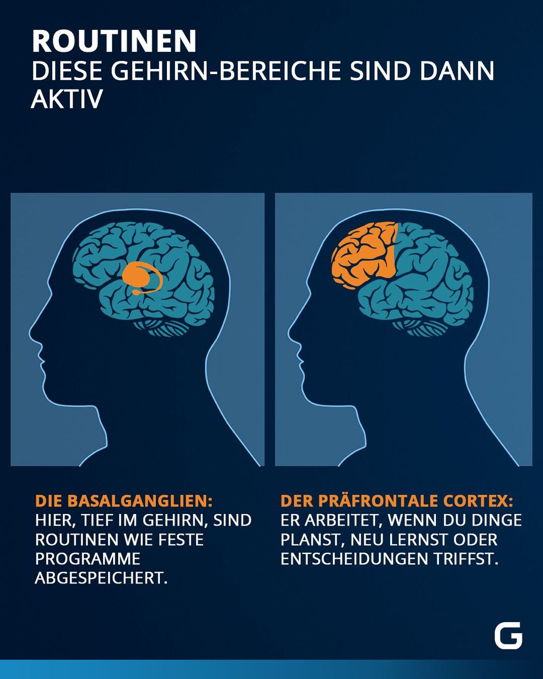 Die Grafik zeigt, welche Gehirn-Areale bei Routine-Handlungen aktiv sind und welche, wenn Gewohnheiten aufgebrochen werden oder aktive Entscheidungen getroffen werden – die Basalganglien und den Frontalkortex.