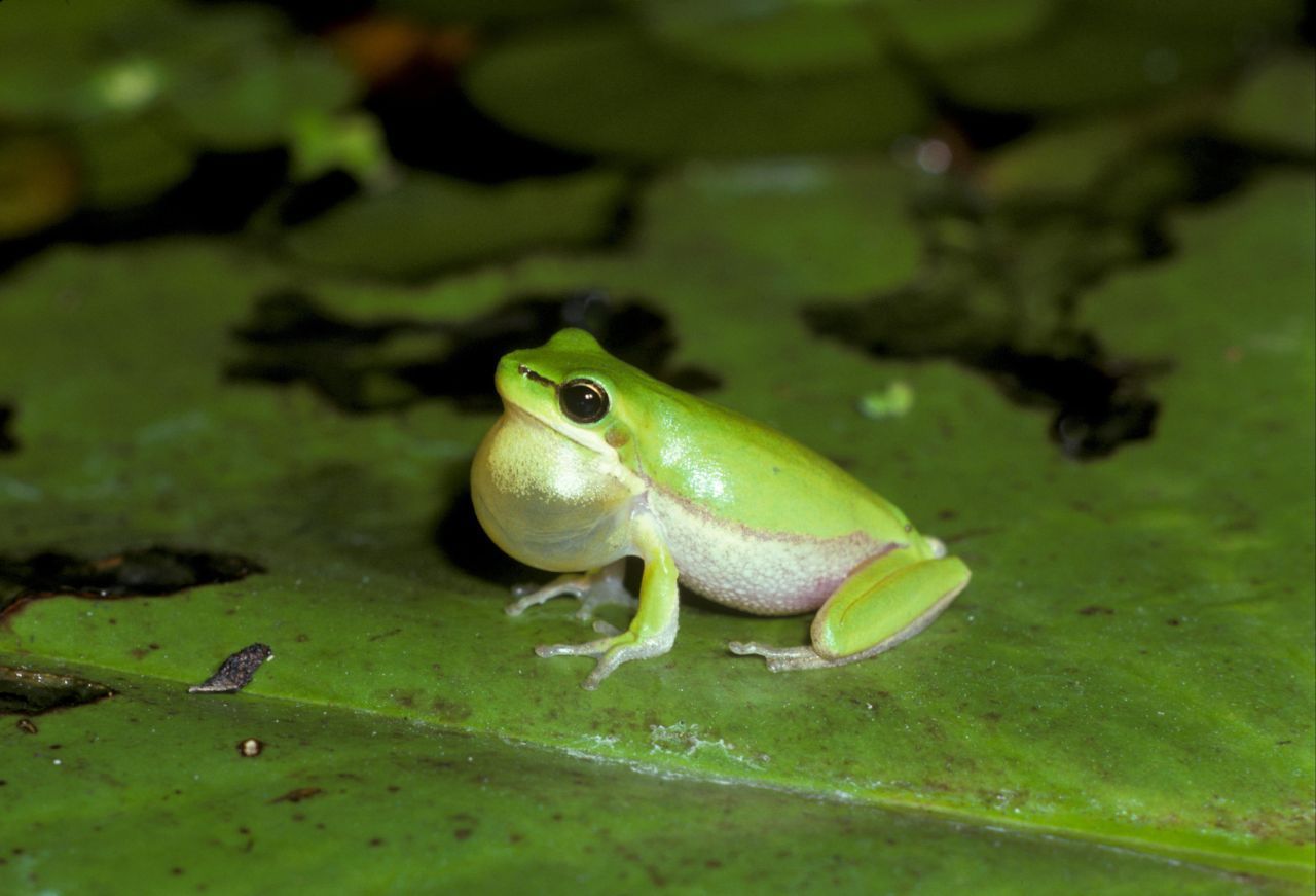 Der Laubfrosch tut es der Schwalbe gleich und begibt sich auf gleiche Höhe mit seinem Futter. Deshalb hält er sich bei anhaltendem guten Wetter in Büschen und Bäumen auf, wo sich auch die Insekten tummeln. Ist schlechtes Wetter im Anmarsch, verdückt er sich in Bodennähe.