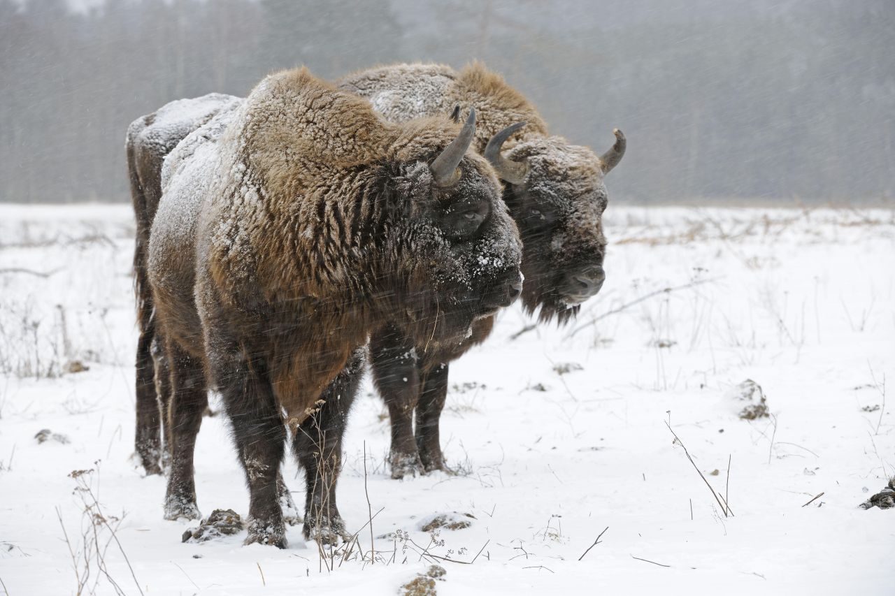 Wisent: Ende des 19. Jahrhunderts lebten nur noch 2 Populationen des größten europäischen Landsäugetiers in Polen und dem Kaukasus. 1920 starben sie in freier Wildbahn aus. International begannen Zoos mit Nachtzüchtungen und 1952 konnte die erste Gruppe in Polen wieder ausgewildert werden. Seit 2013 leben sie auch wieder in Deutschland frei im Rothaargebirge, NRW.