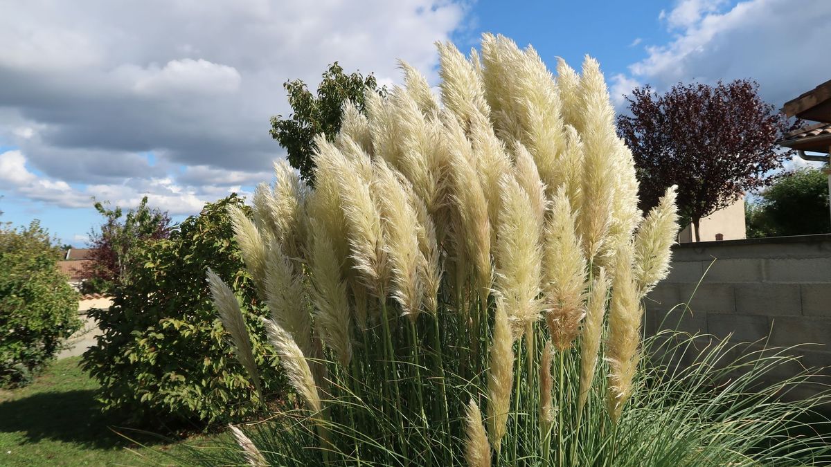 CORTADERIA selloana