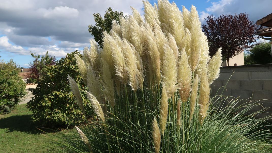 Pampas-Gras ziert viele deutsche Gärten. Bei der Pflege der beliebten Pflanze gilt jedoch einiges zu beachten.