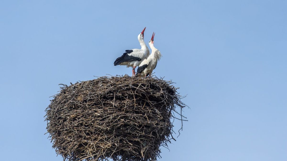 Stoerche Im Nest Klaus Dietmar Gabbert Dpa Zentralbild Dpa 71340888