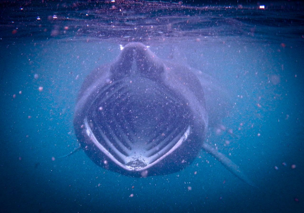 Der Riesenhai ist das zweitgrößte Tier dieser Gattung. Auch er ist trotz seiner bedrohlichen Erscheinung ein reiner Plankton-Fresser. 