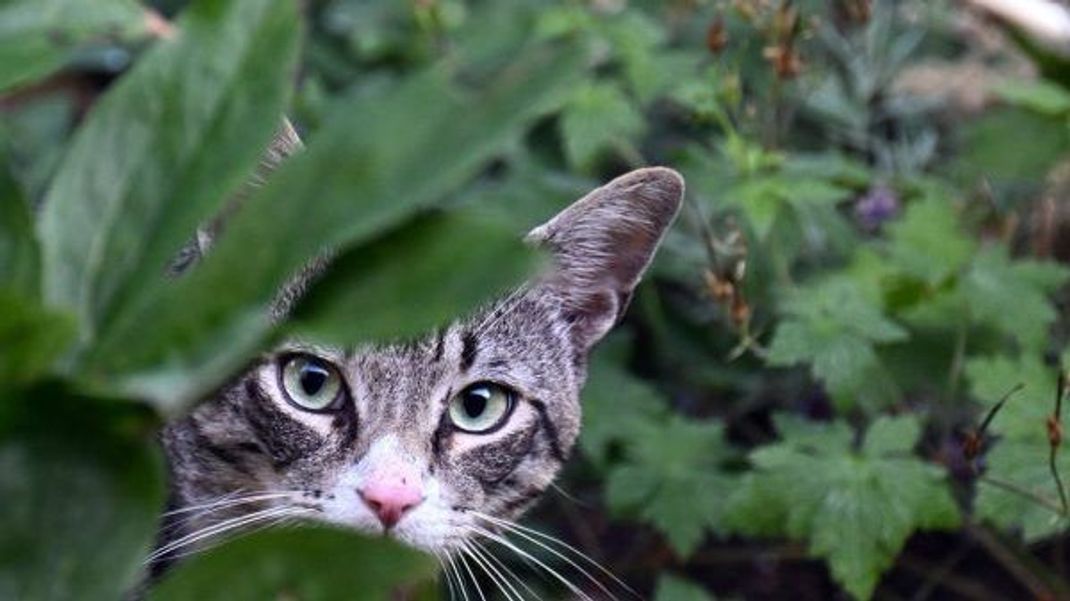 Eine Katze im Garten schreckt einzelne Ratten ab.