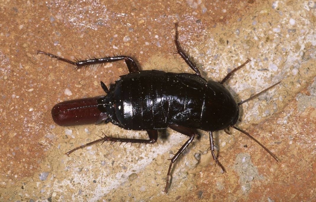 Schaben im Haus: Anzeichen und Verstecke erkennen