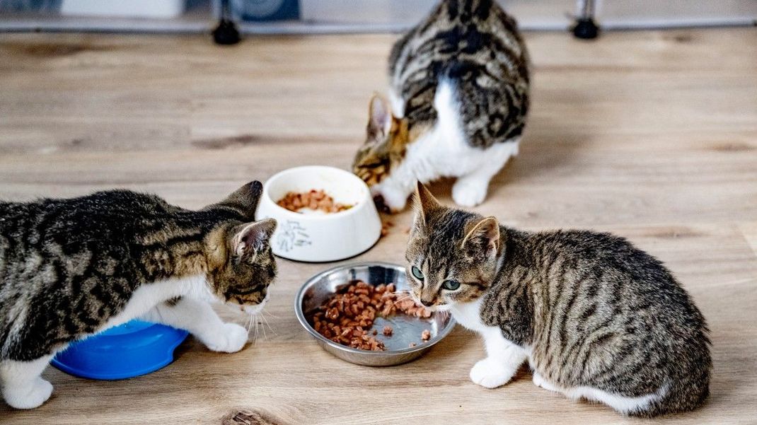 Stelle den Wassernapf nicht direkt neben den Futternapf: Dann trinkt deine Katze sehr wahrscheinlich auch mehr Wasser