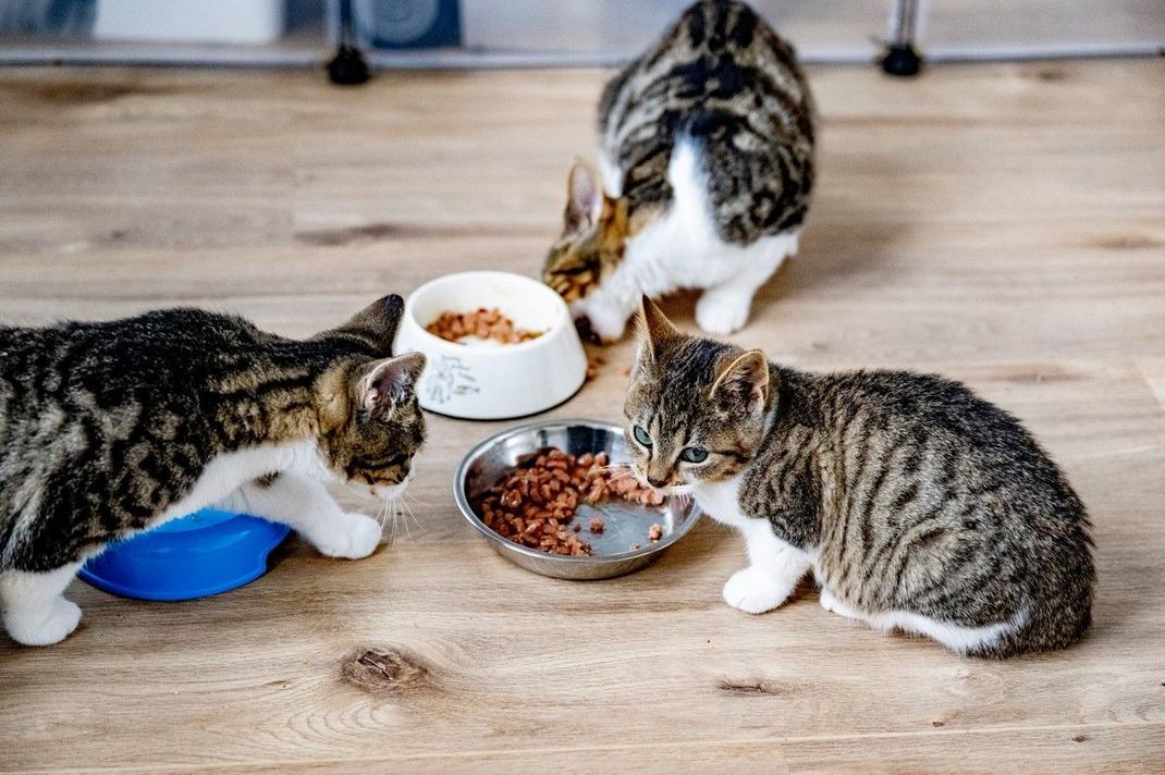 Stelle den Wassernapf nicht direkt neben den Futternapf: Dann trinkt deine Katze sehr wahrscheinlich auch mehr Wasser