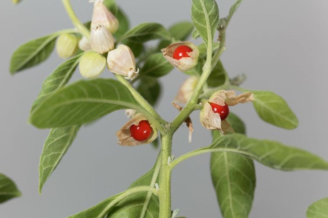 Ashwagandha – Power-Booster zum Muskelaufbau